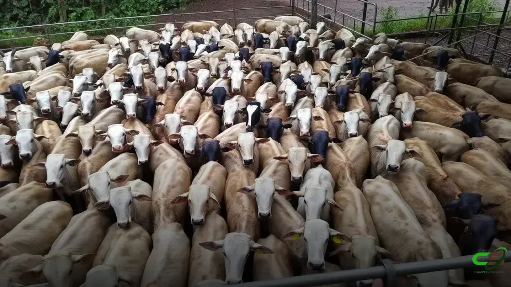 Proteico de alto consumo e sal aditivado: qual o melhor suplemento para o seu gado?