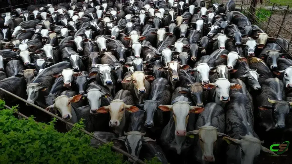 Proteico de alto consumo ou sal aditivado: qual o melhor suplemento para o seu gado?