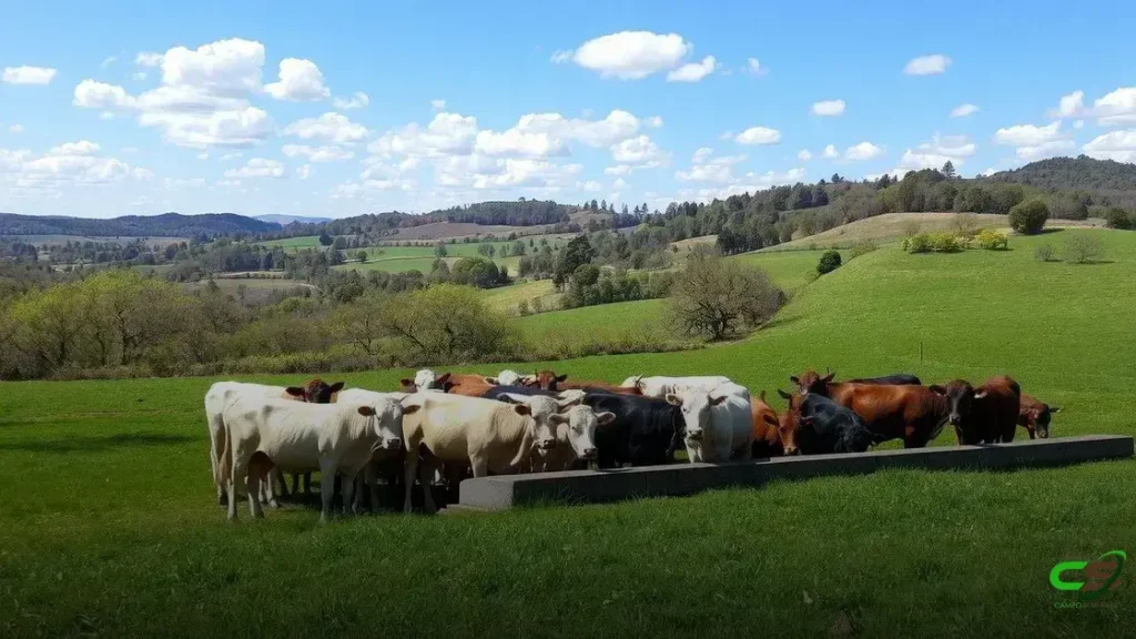 Terminação intensiva a pasto: estrutura mínima e peso ideal para iniciar no agronegócio