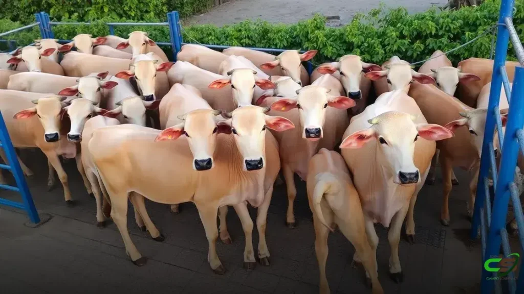 ACNB divulga os vencedores da etapa de Anastácio do Circuito Nelore de Qualidade