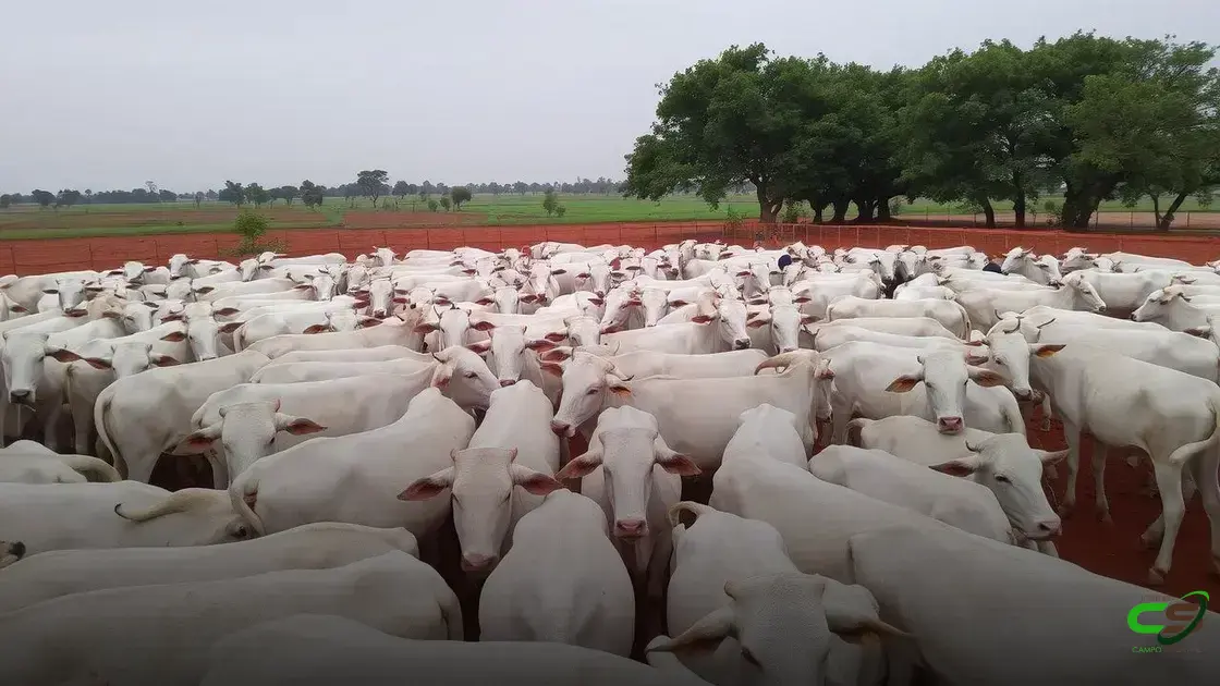 Arroba do boi gordo hoje: veja como ficaram os preços