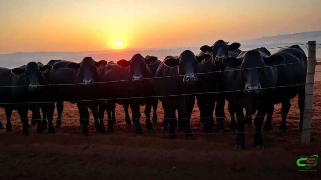 Austrália bate recorde em confinamento bovino e impulsiona exportações