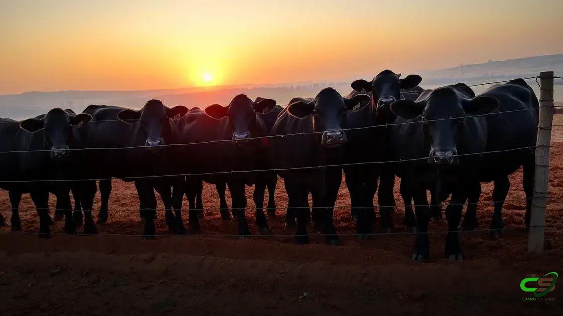 Austrália bate recorde em confinamento bovino e impulsiona exportações