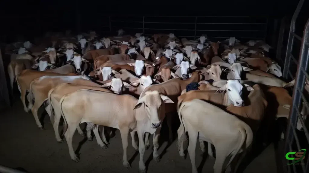 Campeão do Circuito Nelore faz boiada zero dentes com 24,5@