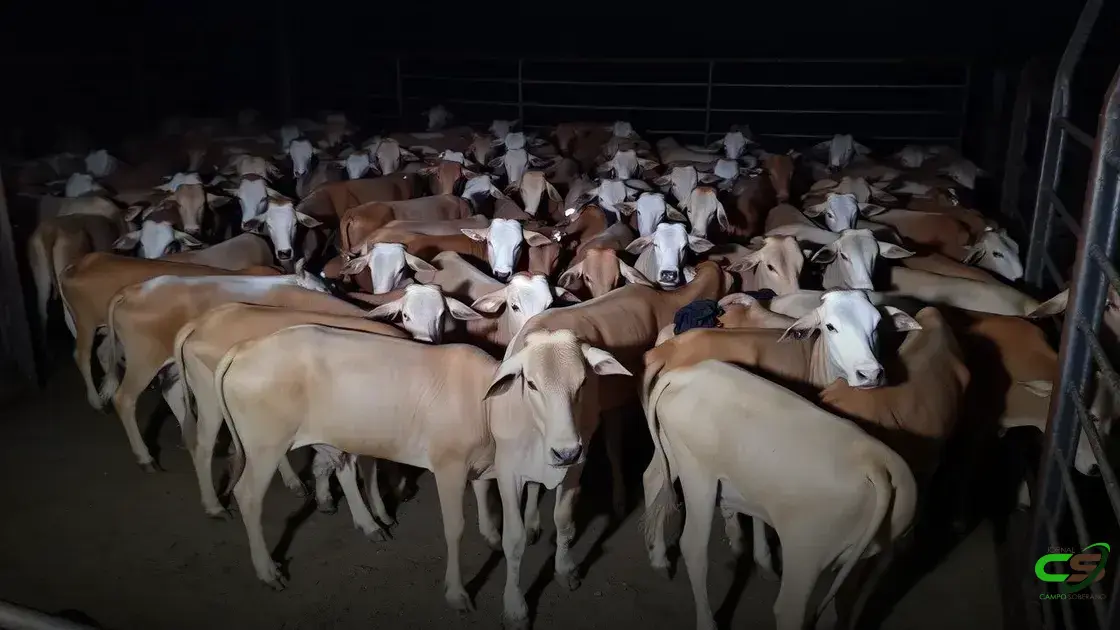 Campeão do Circuito Nelore faz boiada zero dentes com 24,5@