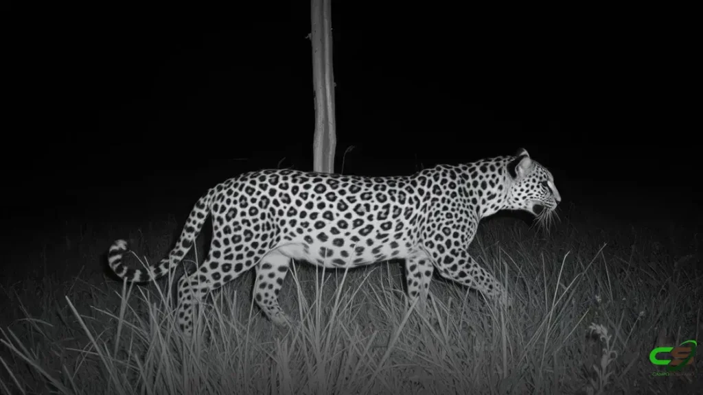 Cerca elétrica: proteção eficiente contra predadores e invasores agrícolas