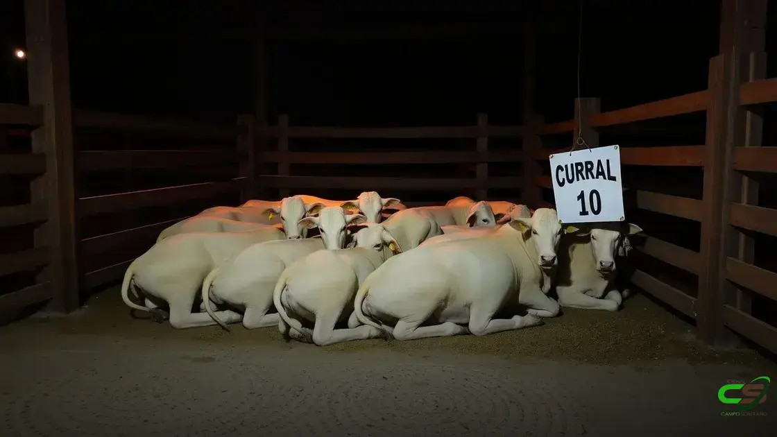 Colatina recebe a 3ª etapa nacional do Circuito Nelore de Qualidade