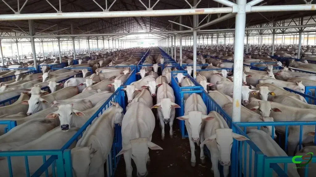 Colatina recebe a 3ª etapa nacional do Circuito Nelore de Qualidade