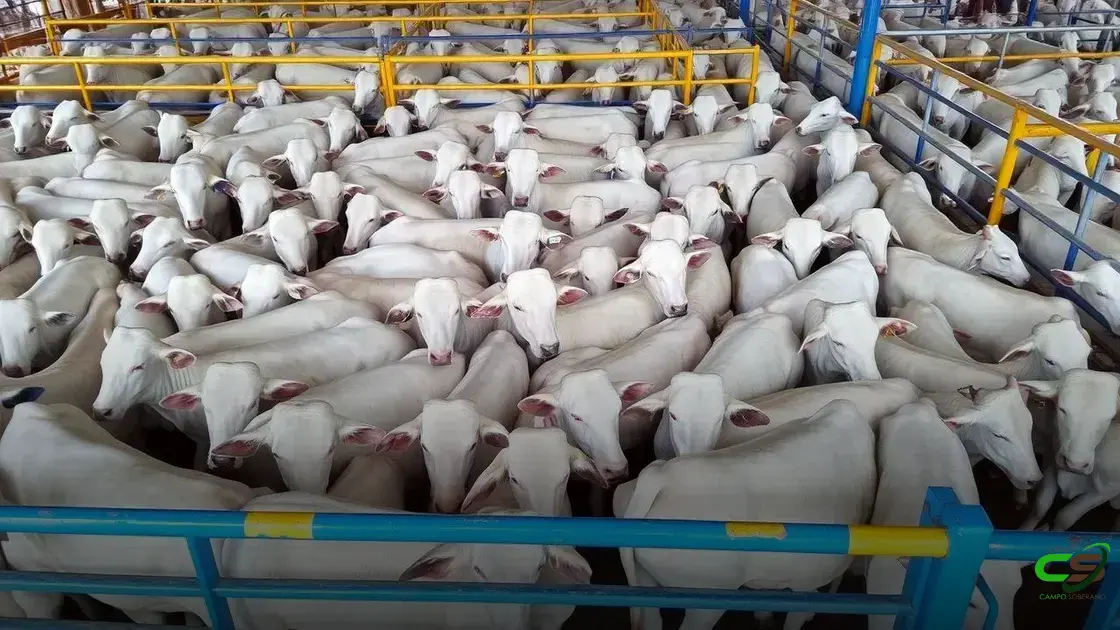 Colatina recebe a 3ª etapa nacional do Circuito Nelore de Qualidade