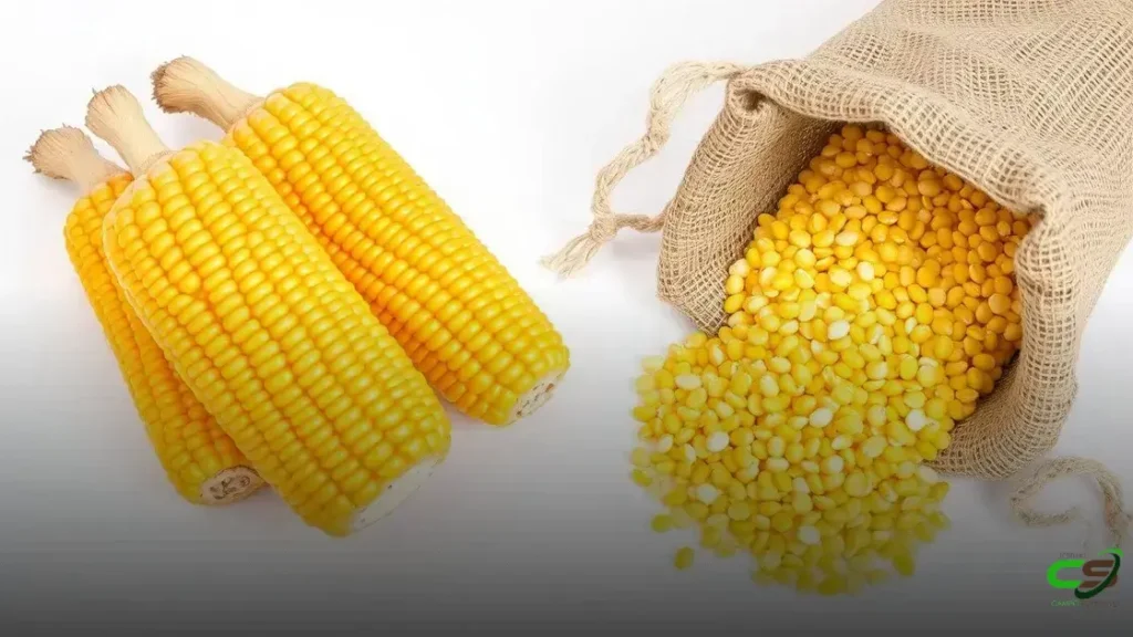 Colheita de milho traz alívio para confinamentos do Centro-Oeste