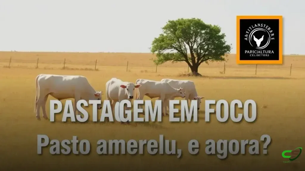 Como manter a produtividade do gado em pasto seco