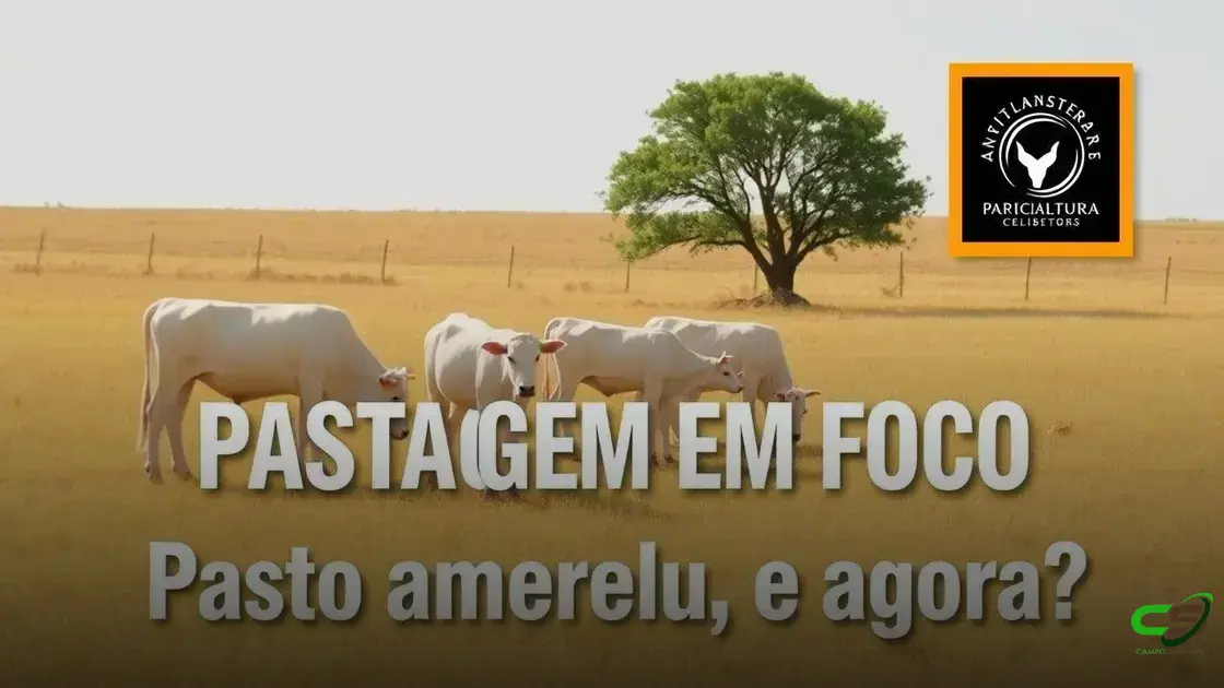 Como manter a produtividade do gado em pasto seco