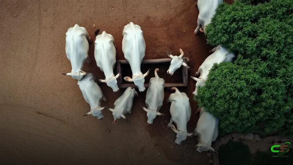 Como melhorar a rentabilidade na cria, recria e engorda de gado