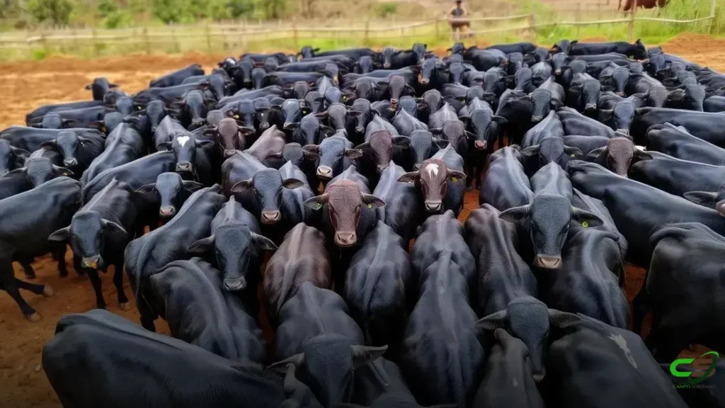 Confinamento próprio ou boitel? Tamanho do rebanho é chave para decisão certa