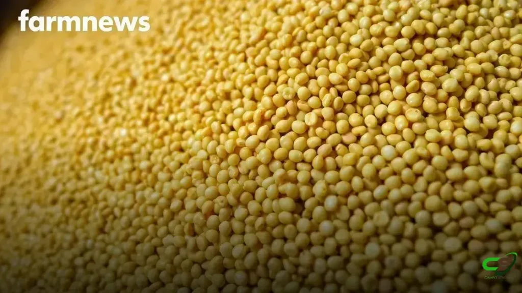 Estoque mundial de soja atinge recorde em 2025; impactos no mercado global