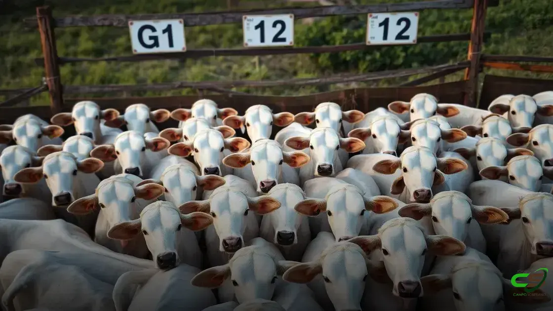 Insegurança no mercado trava negócios e provoca queda nos preços da reposição em SP