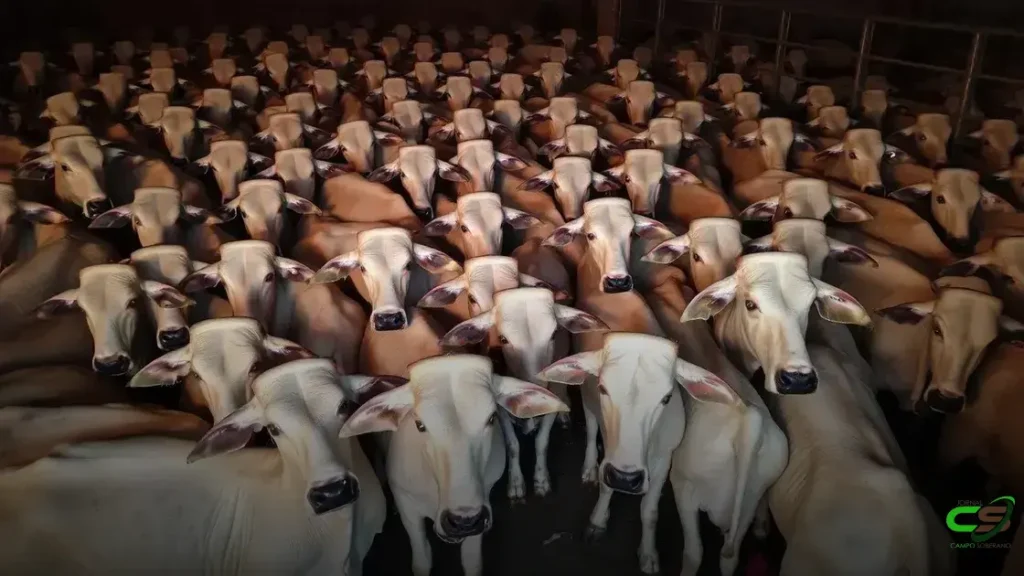 Mais de 1.200 bovinos avaliados em uma das etapas mais marcantes do Circuito Nelore de Qualidade