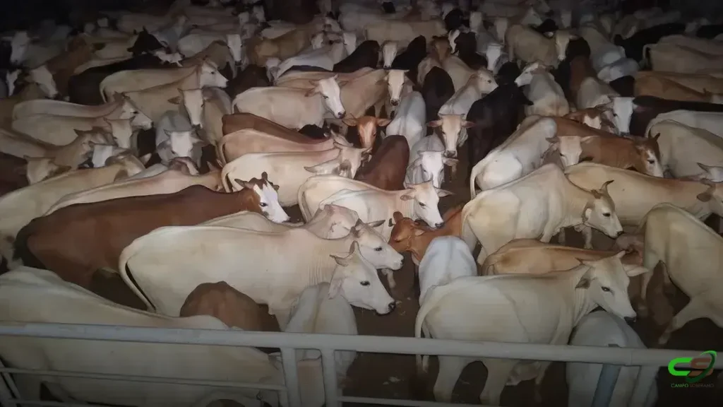 Nelore zero dentes com 24,5 arrobas impressiona em etapa do Circuito de Qualidade