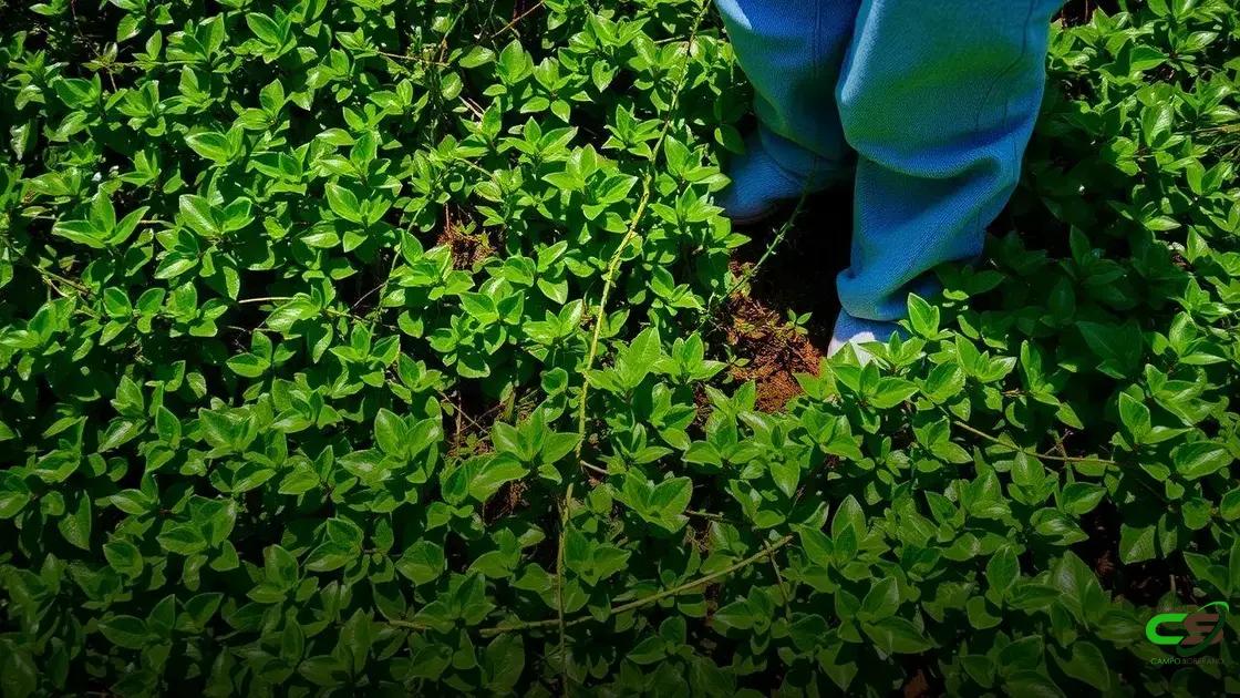 Novo bioinsumo promete pastagens mais produtivas e sustentável na agricultura brasileira