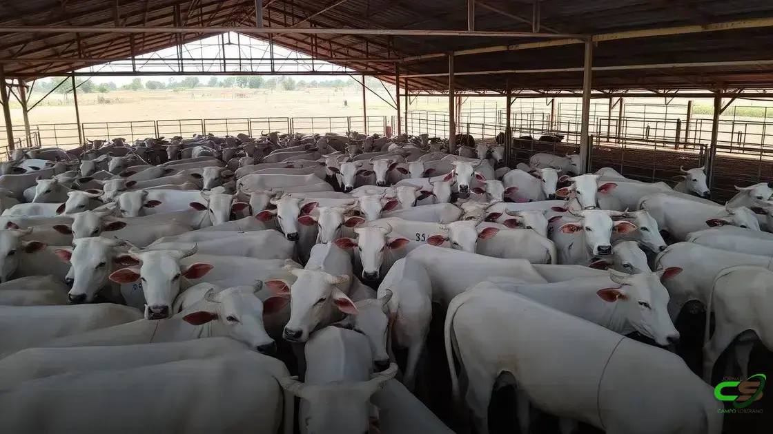 Pantanal sul-mato-grossense terá plano de fortalecimento para todas as cadeias pecuárias