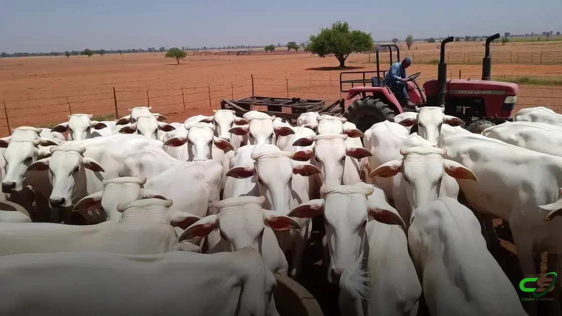 Pantanal sul-mato-grossense terá plano de fortalecimento para todas as cadeias pecuárias