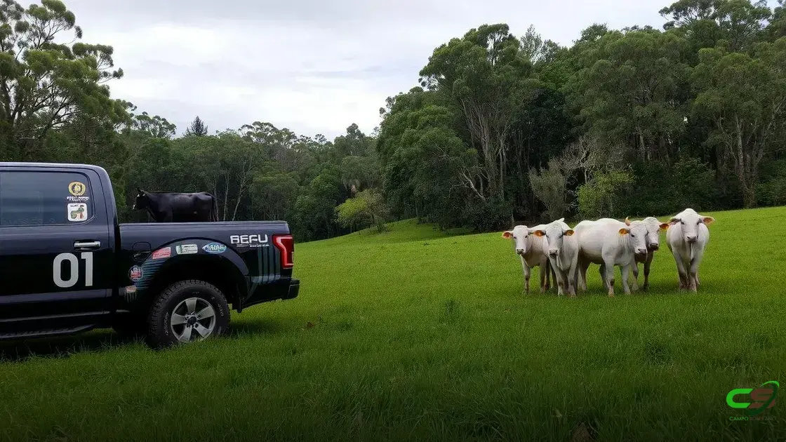 Pecuária Nordeste: Potencial e Desafios da Atividade no Mercado Regional