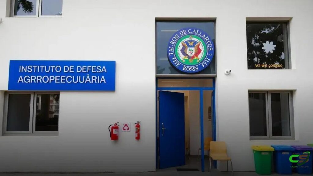 Prazo de vacinação contra brucelose em MT termina nesta segunda-feira (31)