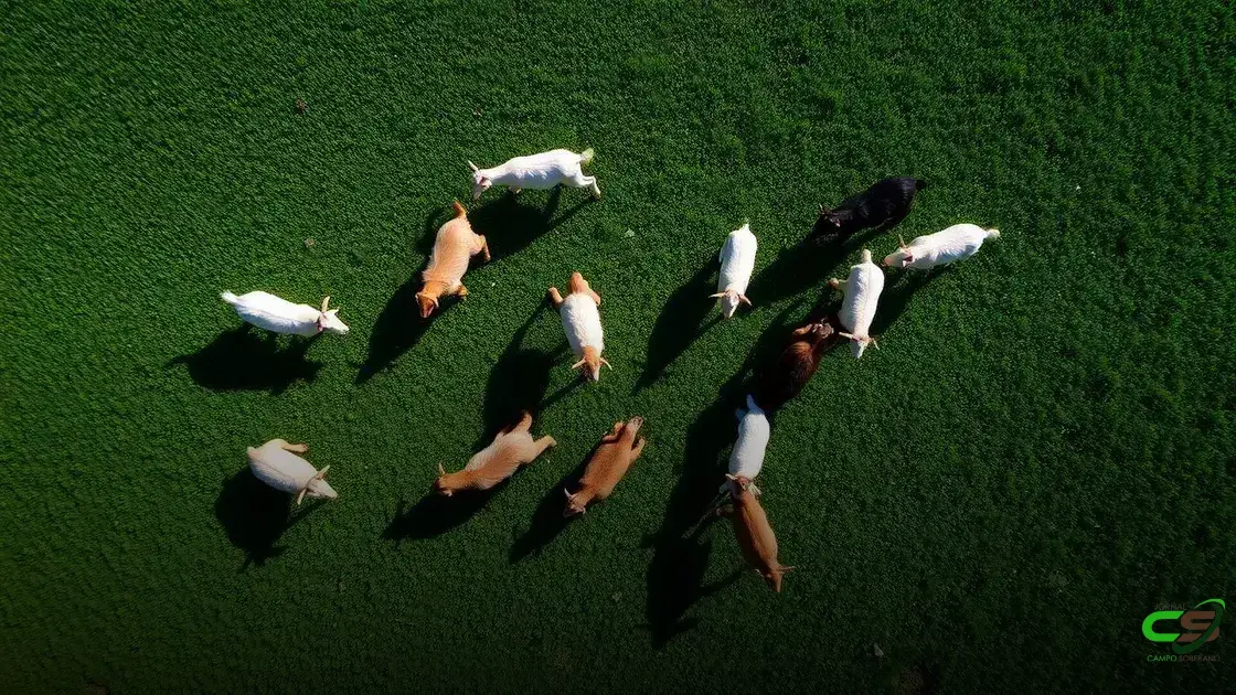 Preço do boi gordo, bezerro, milho e soja nos meses de junho, entre 2018 e 2025