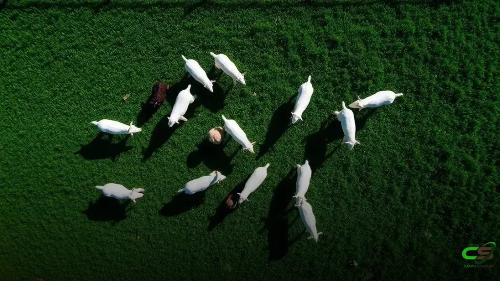 Preço do boi gordo, bezerro, milho e soja nos meses de junho, entre 2018 e 2025 2 Preço do boi gordo, bezerro, milho e soja nos meses de junho, entre 2018 e 2025