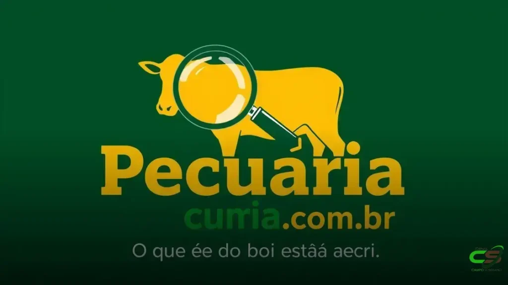Preço do boi gordo cai: o que está por trás?