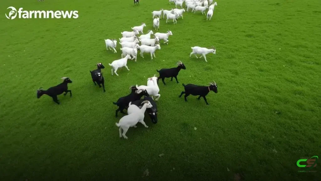 Preço futuro do boi gordo inicia julho (21) volátil e na mínima do ano! 2 Preço futuro do boi gordo inicia julho (21) volátil e na mínima do ano!