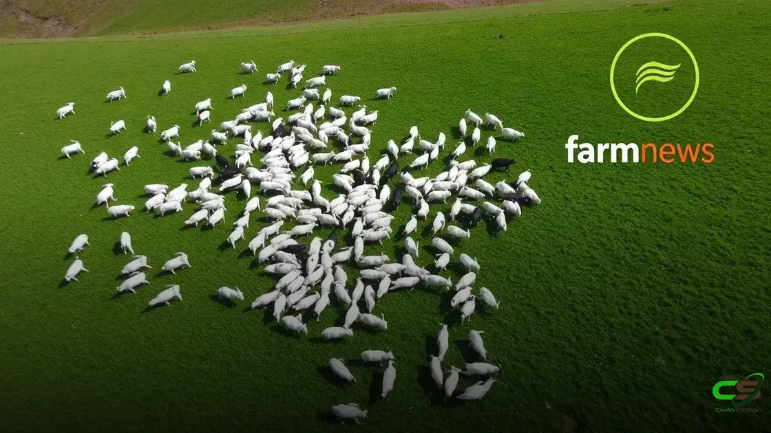 Preços do Boi Gordo em Queda e Expectativas para o Restante de 2025