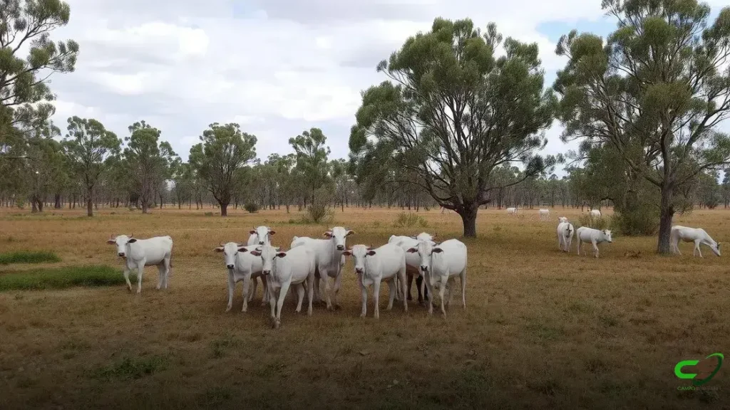 Proximidade de frio intenso renova alerta para risco de morte de animais por hipotermia