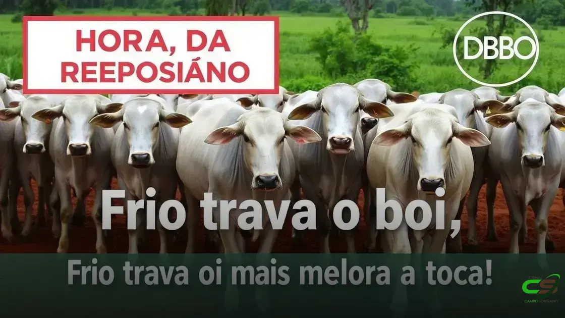 Reposição no Centro-Sul: vai faltar bezerros e fêmeas já estão valendo mais
