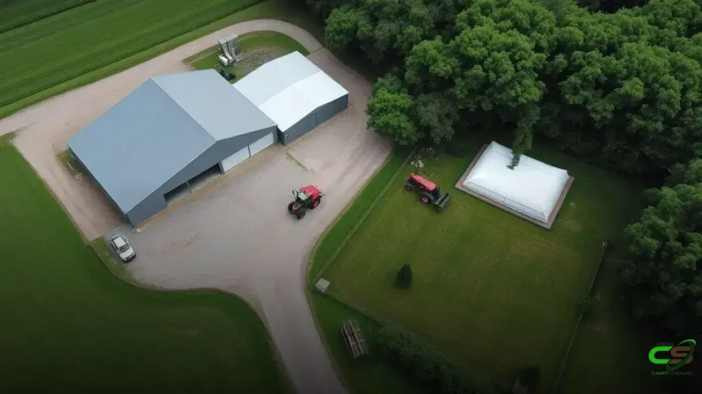 Silagem de milho ou capiaçu? Descubra qual aumenta mais a produção de leite
