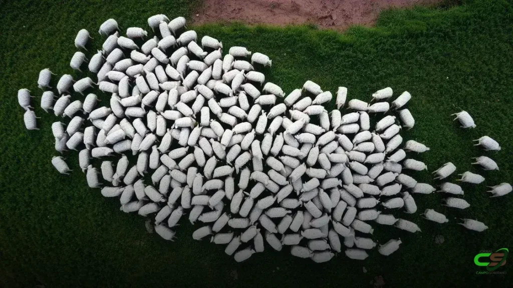 Tocantins avança na implantação da rastreabilidade bovina