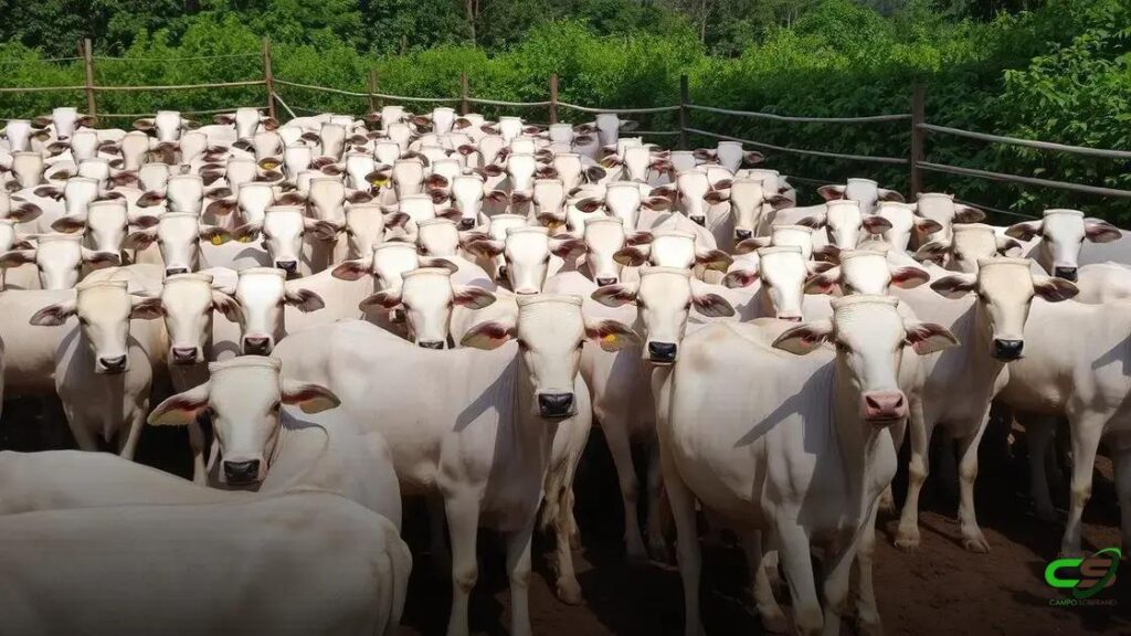 Arroba do boi segue queda e se aproxima de resultados de 2021