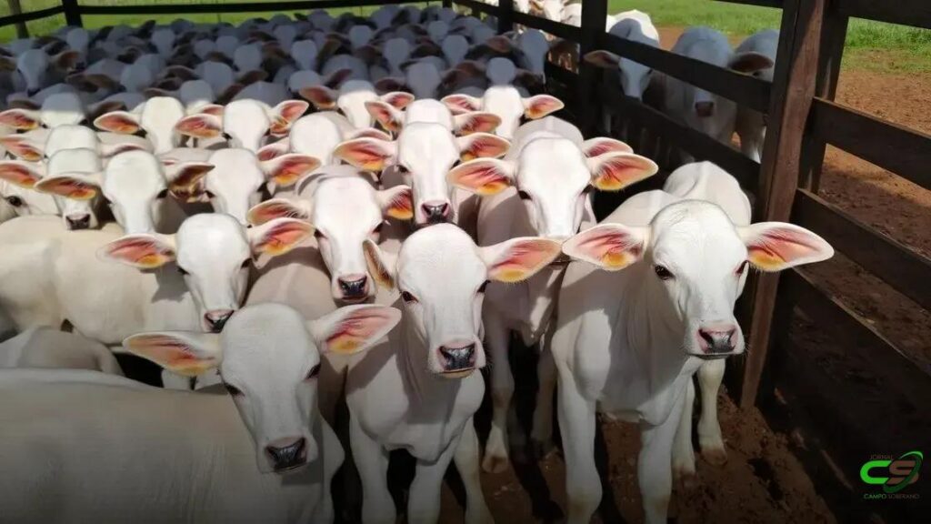 Boi Gordo avança 3% na semana; como fica a tendência de curto prazo?