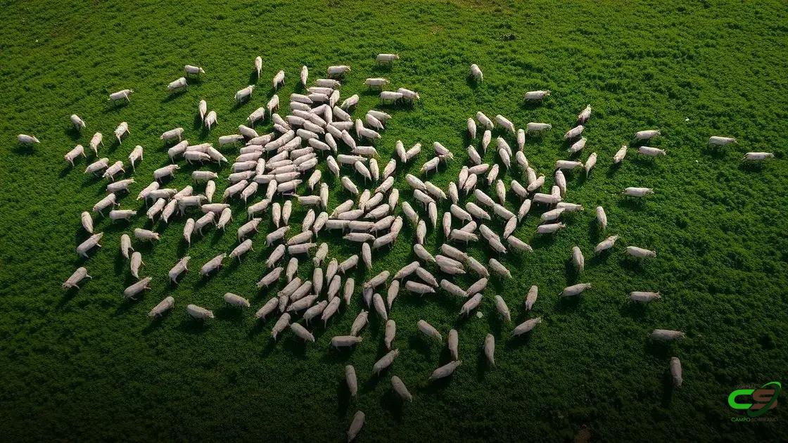 Boi gordo, dólar e inflação: trajetória de 2020 a julho de 2025