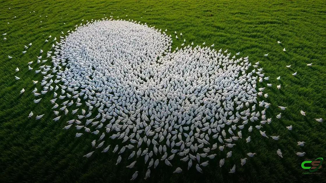 Brasil se prepara para liderar a produção mundial de carne bovina em 2027