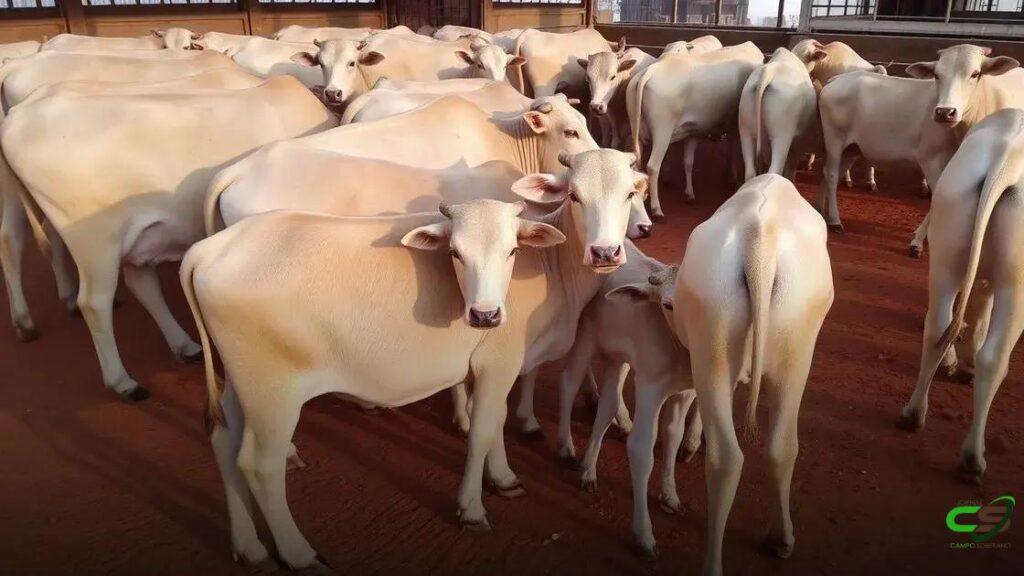 Canchim: prova de desempenho 2025 avalia eficiência e emissões no Brasil