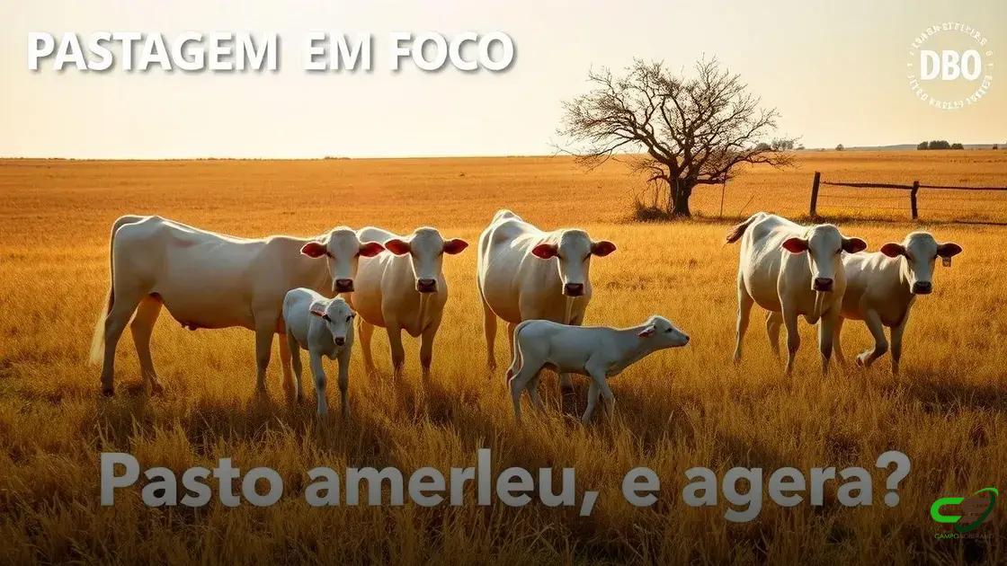 Como Manter o Desempenho do Gado no Pasto Seco