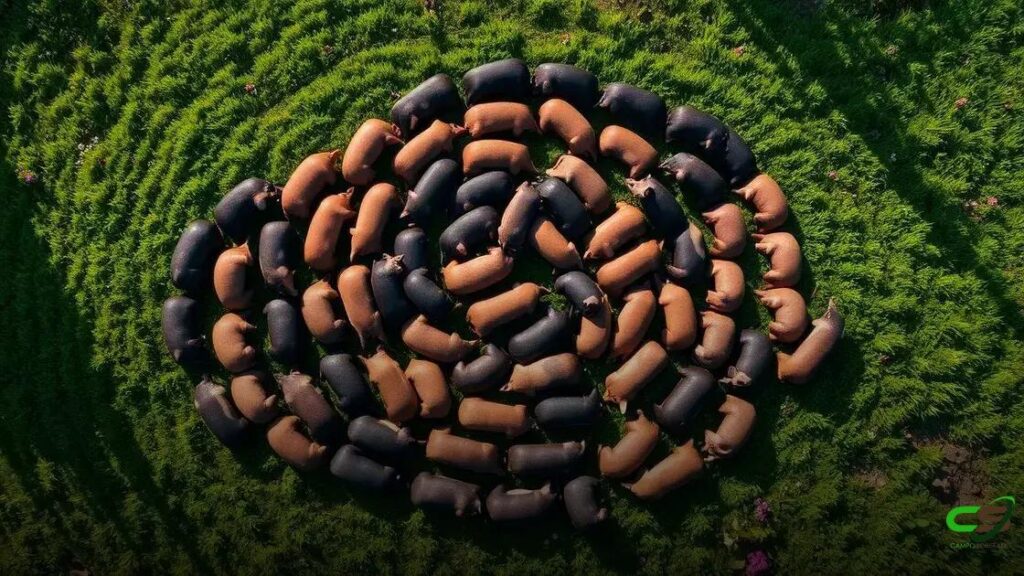 Gado tricross no Brasil: como otimizar cruzamentos para maior lucratividade no clima tropical