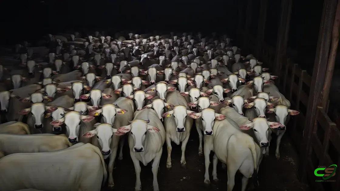 Nelore novilhada brilha no Pantanal de MT com 241 kg de carcaça