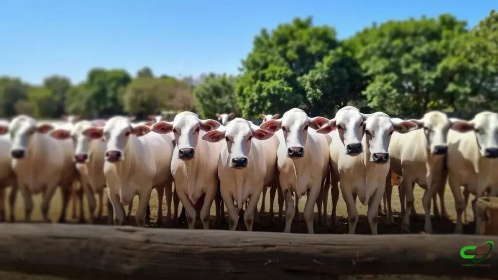 Promov: novo indutor de ovulação aumenta prenhez em vacas em até 9%