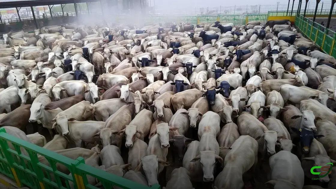 Queda de fêmeas em abates indica transição do ciclo pecuário no MT