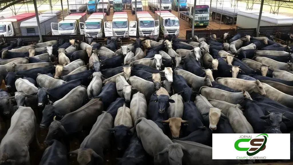 Abates em plantas SIF recuam em agosto/25, puxados pelas fêmeas