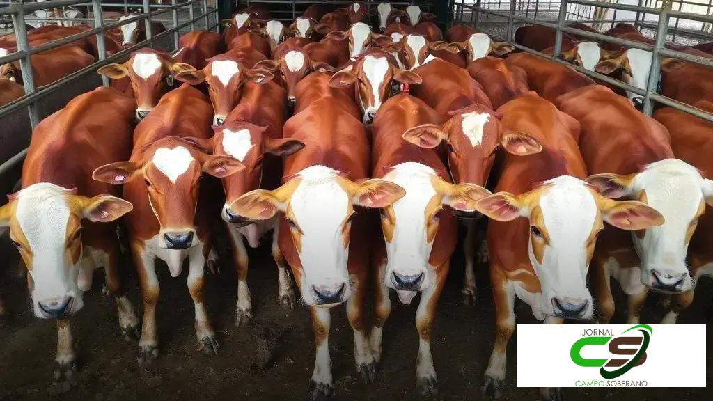 ABHB promove Jurado Jovem e Dia do Pequeno Cabanheiro na Expointer