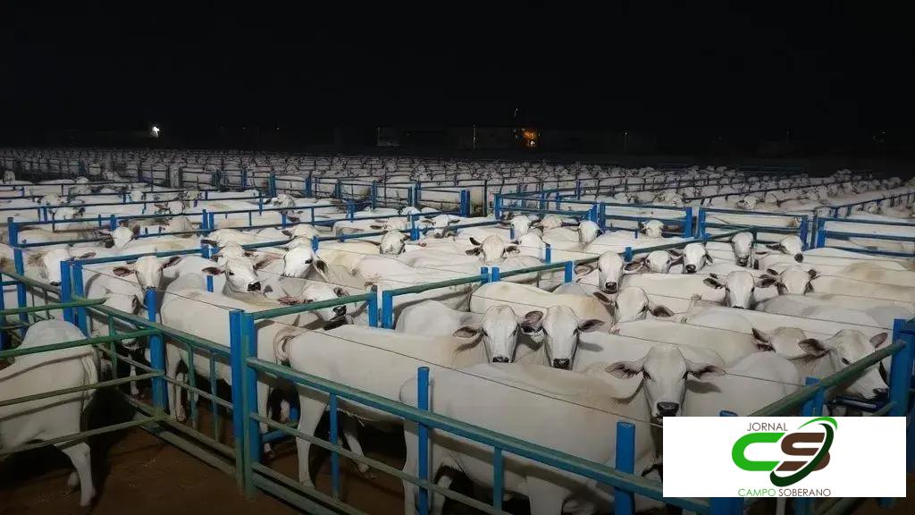 ACNB divulga os resultados da etapa Colíder do Circuito Nelore de Qualidade