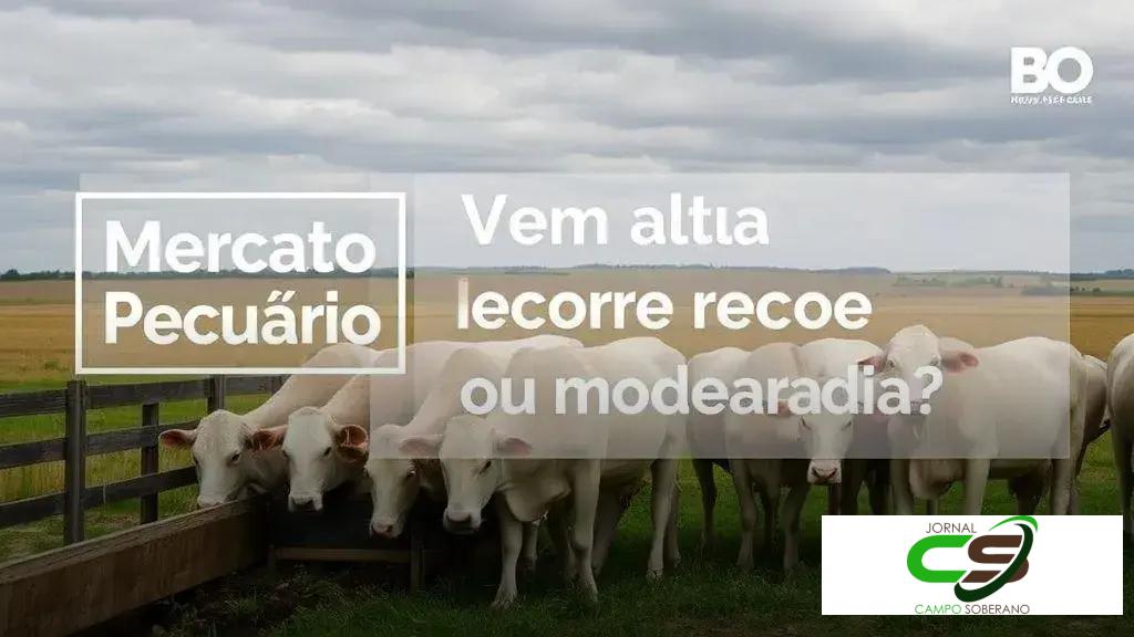 Arroba do boi gordo: pode repetir alta explosiva de 2024 em 2025?